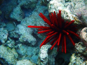 Red pencil urchin - Ha'uku'uku'ula'ula