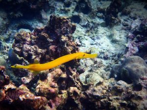 Trumpetfish - Nunu
