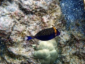Spotted Boxfish - Moa