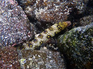 Snowflake Moray - Puhi Kapa