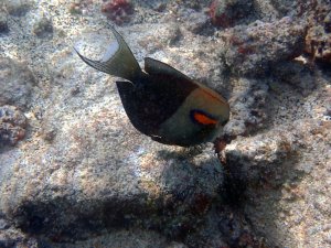 Orangeband Surgeonfish - Na'ena'a