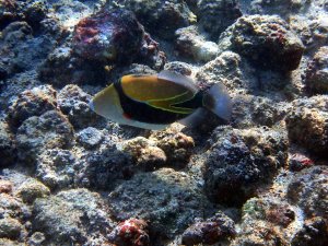 Wedgetail Triggerfish - Humuhumu-nukunukuāpuaʻa
