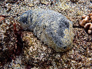 Black Sea Cucumber - Loli okuhi kuhi