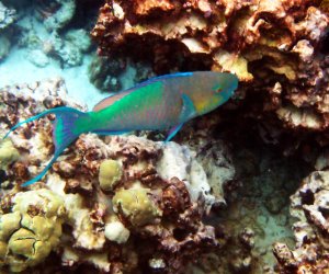 Pacific Bullethead Parrotfish - Uhu