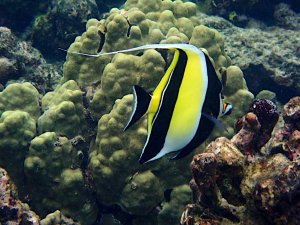 Moorish Idol - Kihikihi
