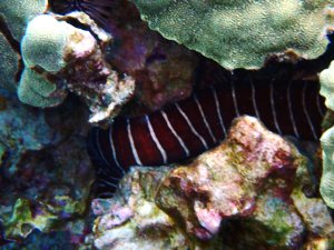Zebra Moray - Puhi