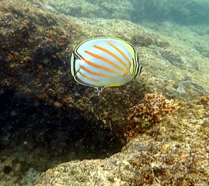 Ornate Butteflyfish - Kikakapu