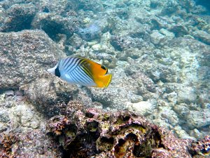 Threadfin Butterflyfish - Kikakapu