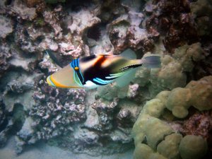 Lagoon Triggerfish - Humuhumu-nukunukuāpuaʻa