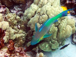 Pacific Bullethead Parrotfish - Uhu
