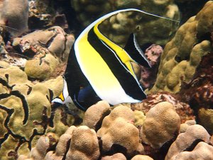 Moorish Idol - Kihikihi