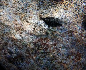 Whitespotted Boxfish - Moa
