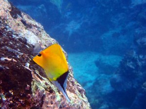 Longnose Butterflyfish - Lauwiliwili nukunuku ʻoiʻoi
