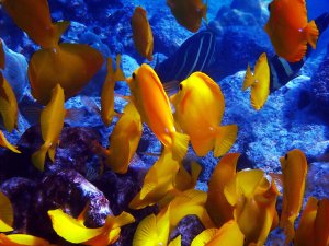 Yellow Tang (Laui'ipala) and Sailfin Tang (Api)
