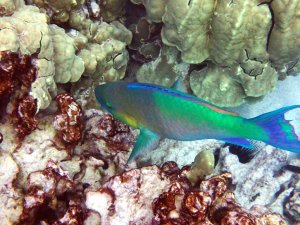 Pacific Bullethead Parrotfish - Uhu