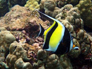 Moorish Idol - Kihikihi