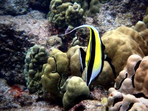 Moorish Idol - Kihikihi