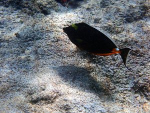 Orangespine Unicornfish - Umauma lei