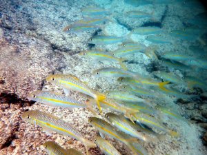 Yellowstripe Goatfish - Weke'a