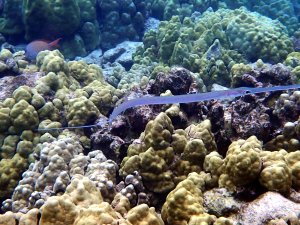 Cornetfish - Nunu